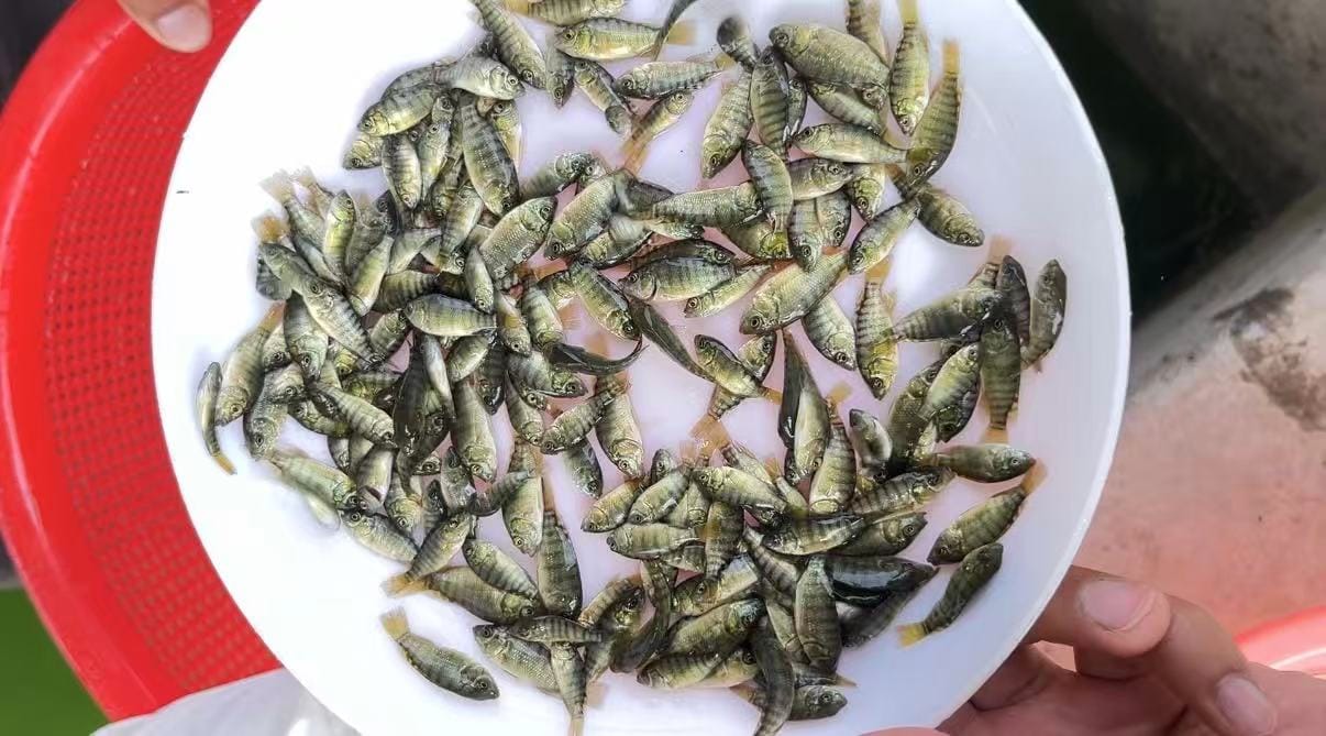 Selected Fingerlings