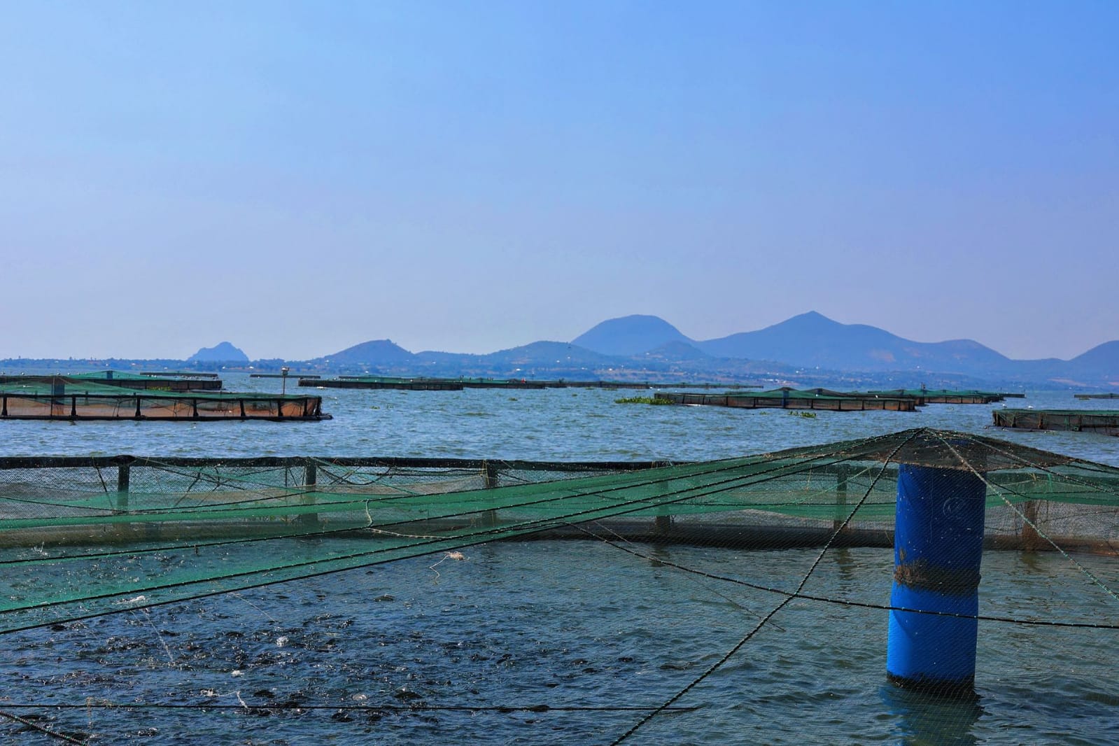 Scientific Cage Aquaculture